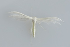 Sølvfjærmøll (Pterophorus pentadactyla)