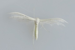 White Plume (Pterophorus pentadactyla)