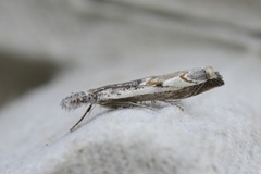 Hook-tipped Grass-veneer (Platytes alpinella)