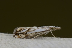 Chequered Grass-veneer (Catoptria falsella)