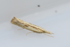 Barred Grass-veneer (Agriphila inquinatella)