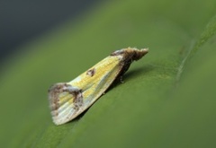 Ringpraktvikler (Agapeta zoegana)