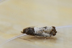 Krattrosevikler (Notocelia roborana)