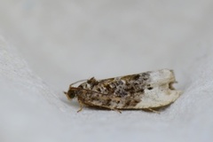 Marbled Orchard Tortrix (Hedya nubiferana)