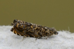 Barkvikler (Enarmonia formosana)