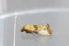 Marbled Conch (Eupoecilia angustana)