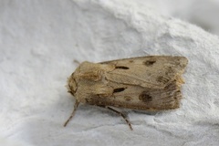 Heart and Dart (Agrotis exclamationis)