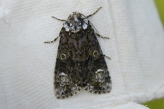 The Coronet (Craniophora ligustri)