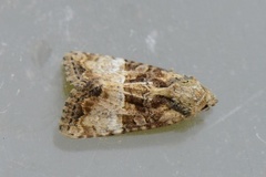 Spinkelt engfly (Mesoligia furuncula)