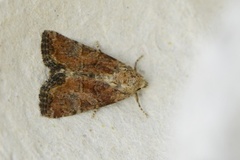 Spinkelt engfly (Mesoligia furuncula)