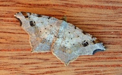 Sharp-angled Peacock (Macaria alternata)