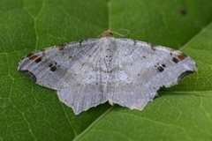 Sharp-angled Peacock (Macaria alternata)