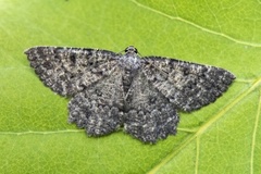 The Annulet (Charissa obscurata)
