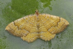 Yellow Shell (Camptogramma bilineata)
