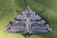Treble-bar (Aplocera plagiata)