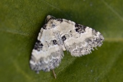 Pretty Pinion (Perizoma blandiata)