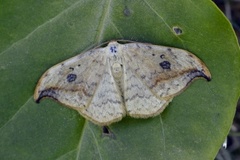Pebble Hook-tip (Drepana falcataria)