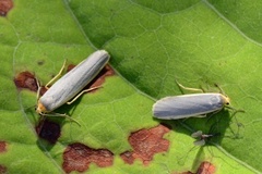 Blygrå lavspinner (Eilema lurideola)