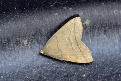 Gråbrunt viftefly (Herminia tarsipennalis)