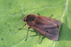Ruby Tiger (Phragmatobia fuliginosa)