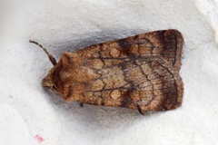 Six-striped Rustic (Xestia sexstrigata)