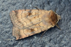 Six-striped Rustic (Xestia sexstrigata)
