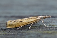 Barred Grass-veneer (Agriphila inquinatella)