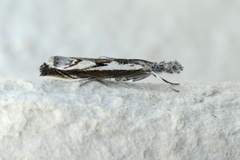 Blålig nebbmott (Platytes alpinella)