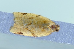Gul båndvikler (Paramesia gnomana)