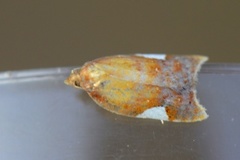 Rød flatvikler (Acleris holmiana)