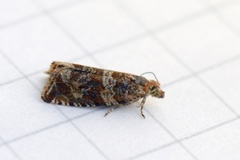 Thyme Marble (Celypha cespitana)
