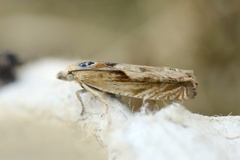 Dylleengvikler (Eucosma obumbratana)