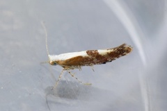 Cherry Fruit Moth (Argyresthia pruniella)