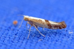 Kirsebærmøll (Argyresthia pruniella)