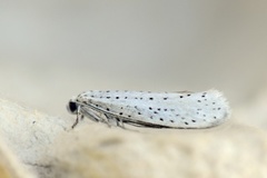 Bird-cherry Ermine (Yponomeuta evonymella)