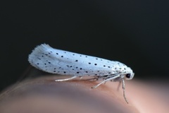 Heggspinnmøll (Yponomeuta evonymella)