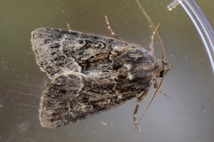 Strandfly (Thalpophila matura)