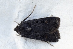 Garden Dart (Euxoa nigricans)
