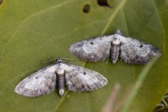 Burotdvergmåler (Eupithecia succenturiata)