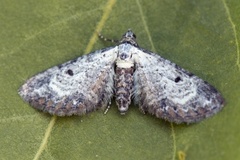 Burotdvergmåler (Eupithecia succenturiata)