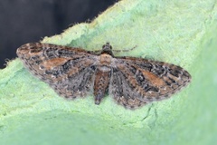 Rustdvergmåler (Eupithecia icterata)