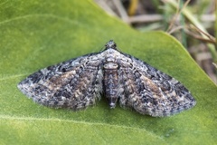 Rustdvergmåler (Eupithecia icterata)