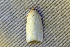 Timothy Tortrix (Zelotherses paleana)