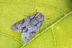 Grey Dagger (Acronicta psi)