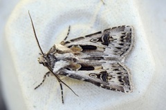 Archer's Dart (Agrotis vestigialis)
