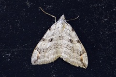 Treble-bar (Aplocera plagiata)