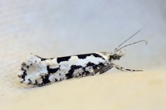 Ypsolopha sequella