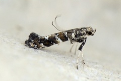 Lilac Leafminer (Gracillaria syringella)