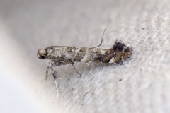 Lilac Leafminer (Gracillaria syringella)