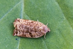 Pine Tortrix (Archips oporana)